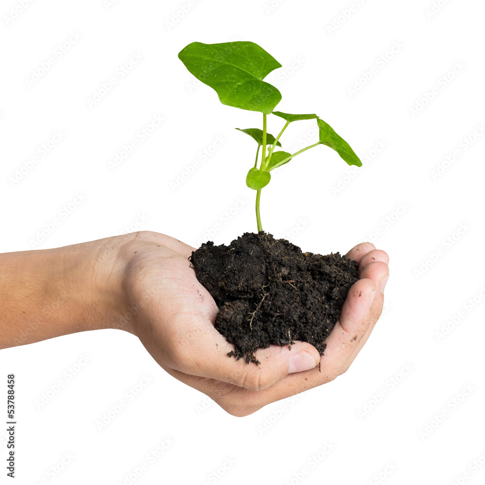 Hand holding a tree for giving life to the Earth isolated over w Hand holding a tree for giving life to the Earth isolated over w