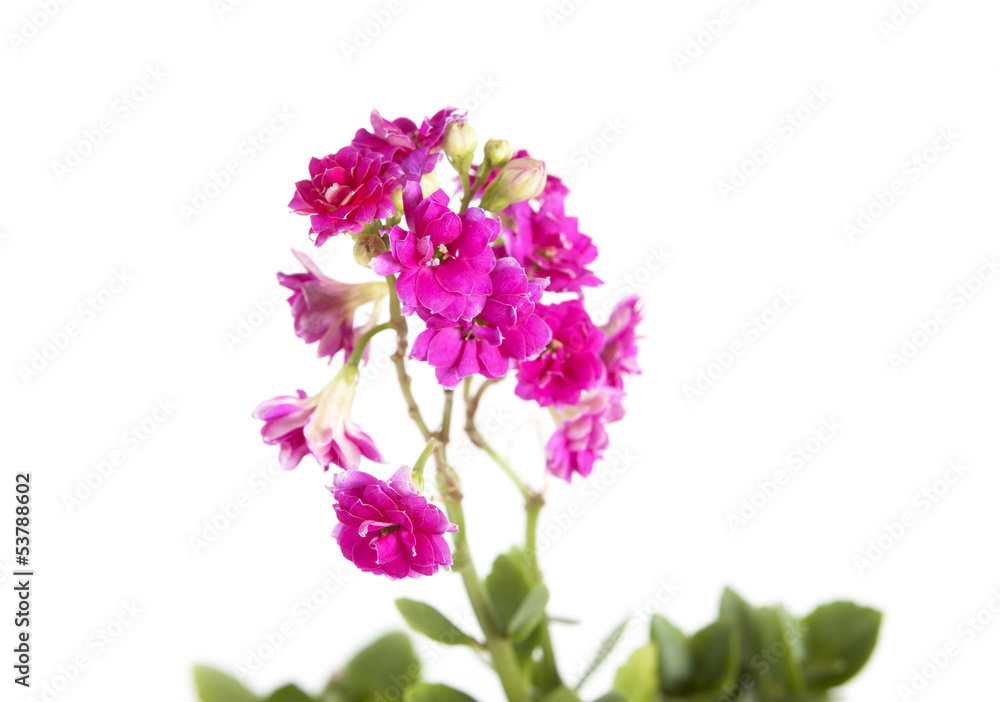 Fototapeta premium pink flower close-up isolated on white background