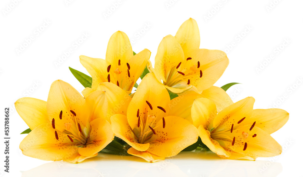 Beautiful orange lilies, isolated on white Beautiful orange lilies, isolated on white