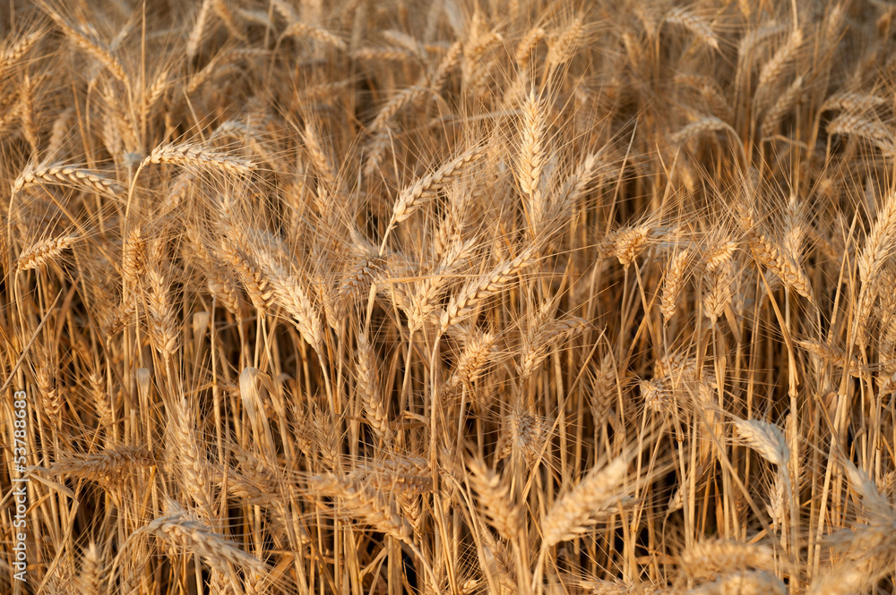 Fototapeta premium Grano