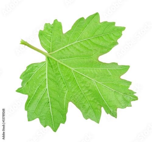 grape leaf