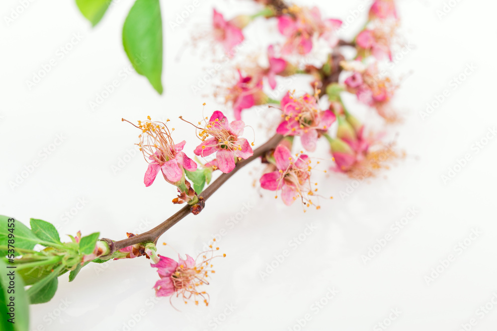 flower apple tree flower apple tree