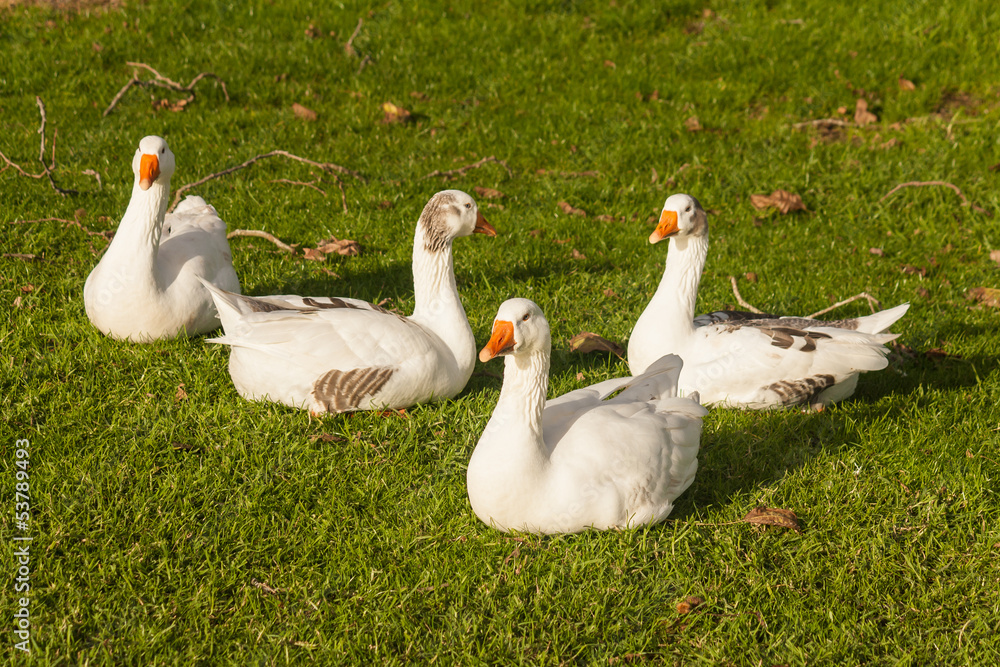 flock of domestic geese resting on fresh grass flock of domestic geese resting on fresh grass