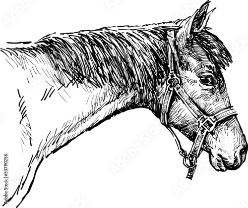 head of a horse