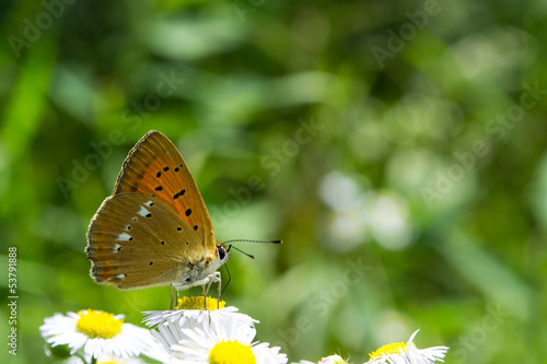 Colorful monarch butterfly sitting on chamomile flowers