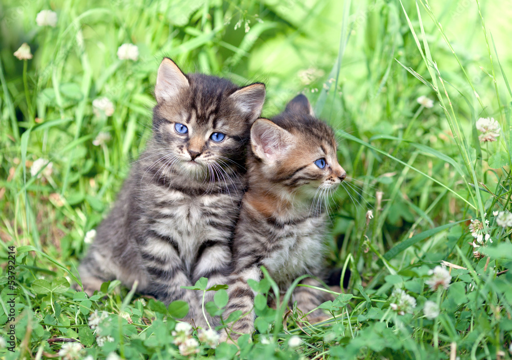 Two little kittens sitting on the grass