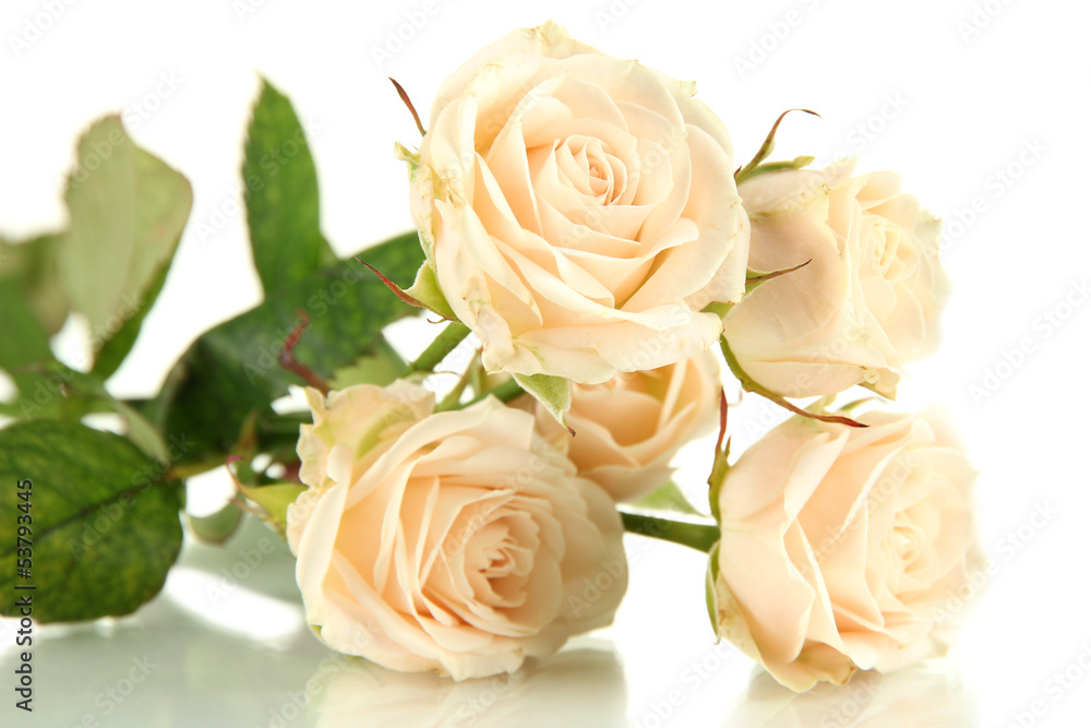 Beautiful creamy roses close-up isolated on white
