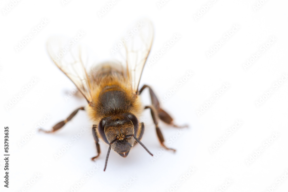 Isolated Bee Isolated Bee