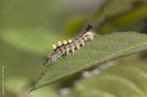 Caterpillar butterfly Orgyia antiqua. © galina_savina