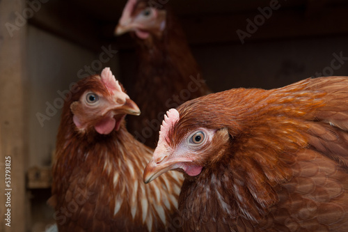 Valokuva Farm hens indoors