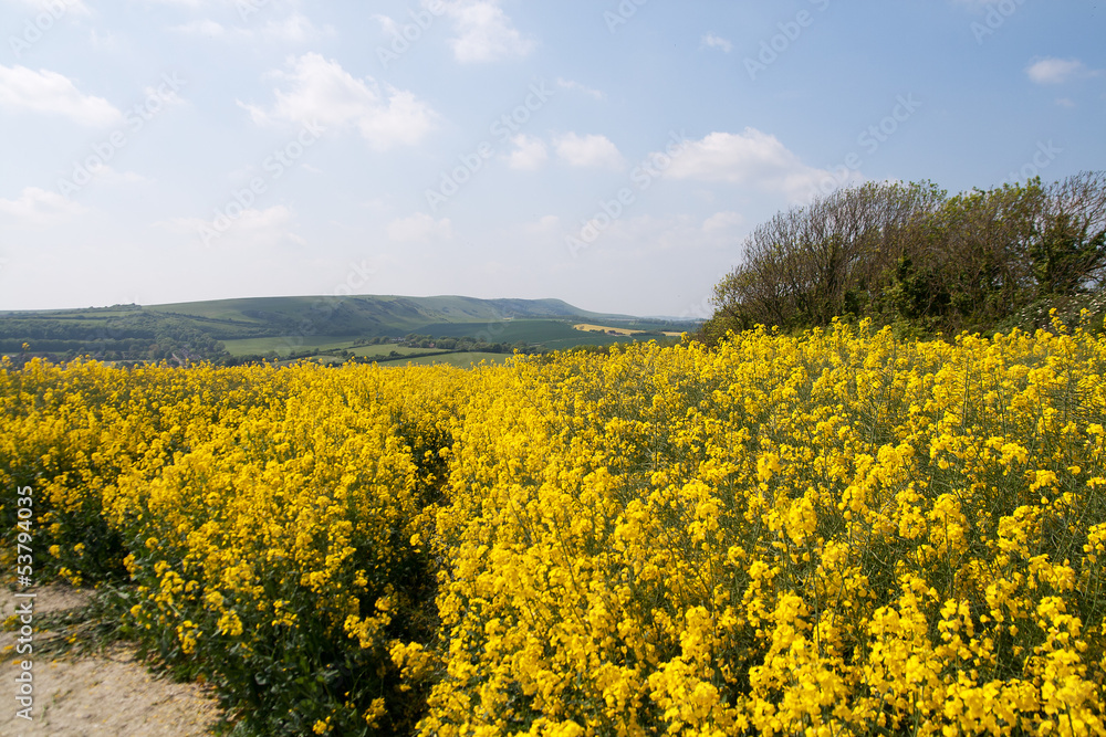 South Down across oilseed rape field South Down across oilseed rape field