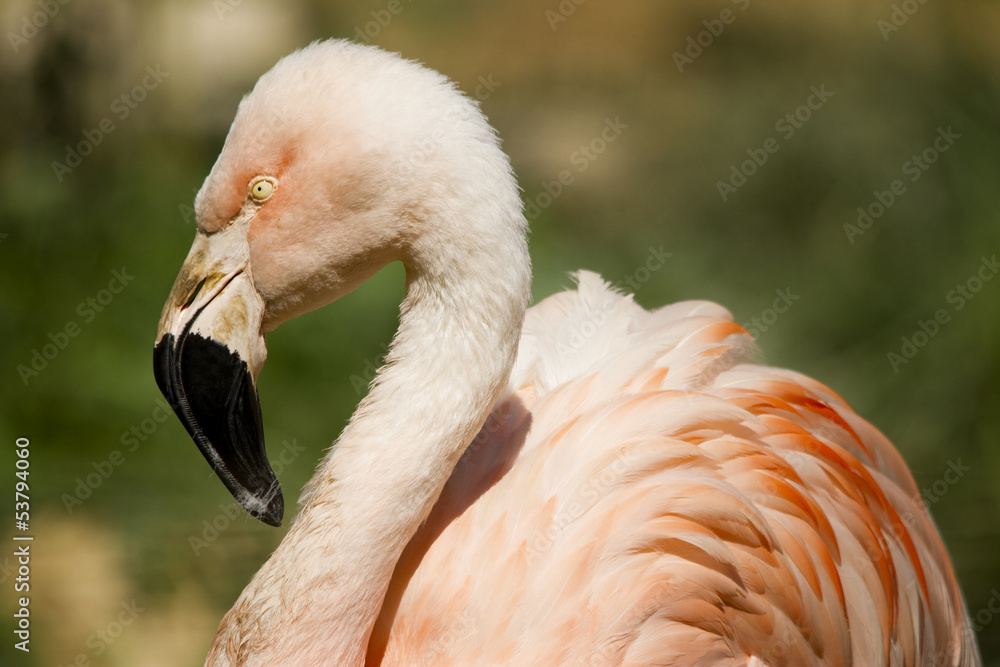 Fototapeta Pink flamingo