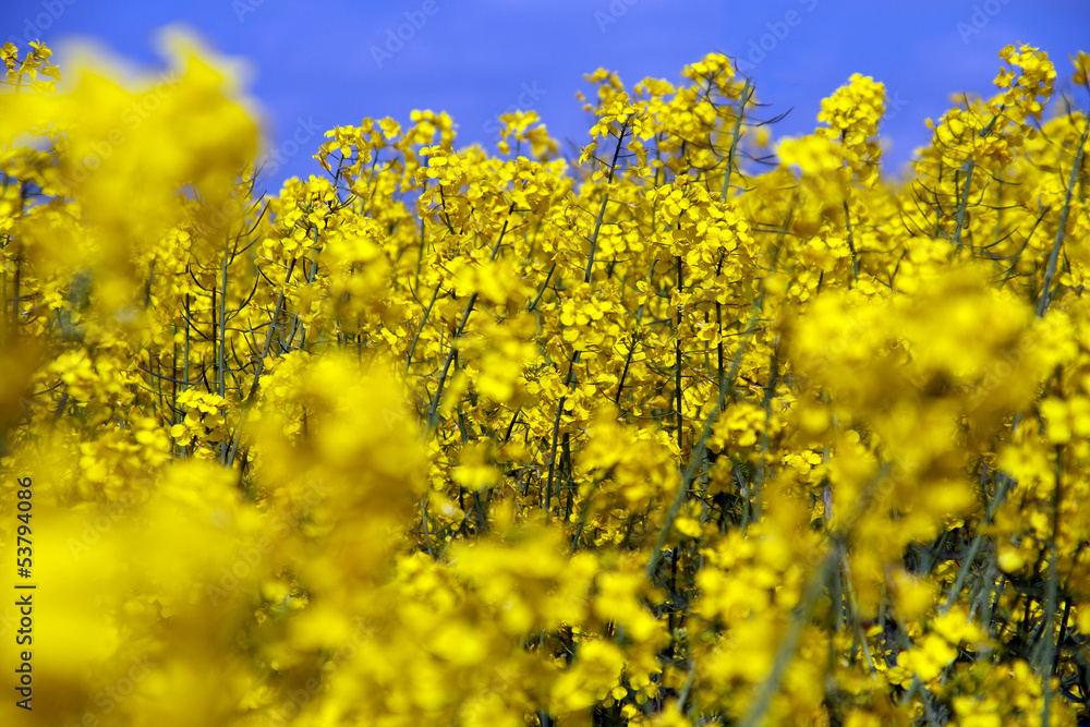Bright yellow close-up of oilseed rape Bright yellow close-up of oilseed rape