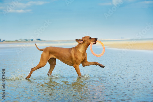 Active athletic dog puppy running at the sea with a frisbee