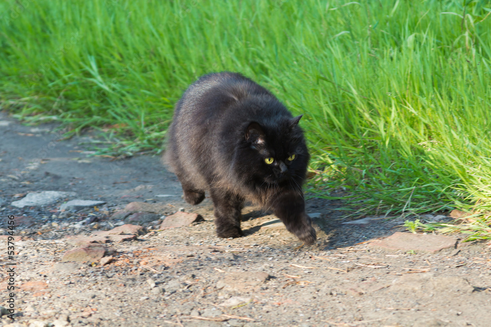 Naklejka premium long-haired black cat