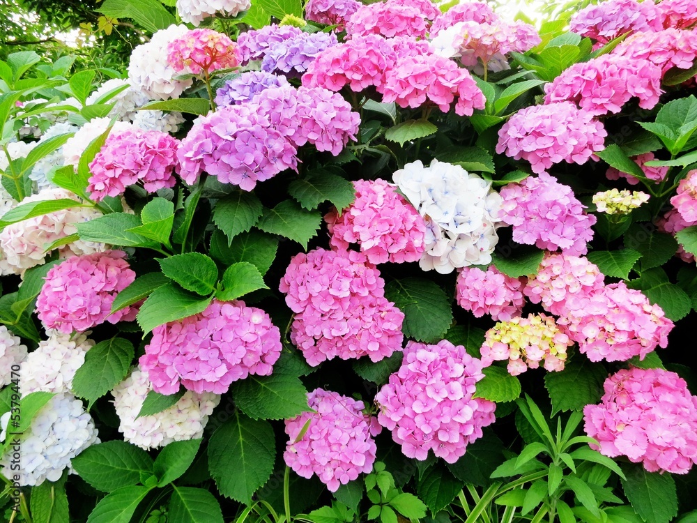 紫陽花 紫陽花