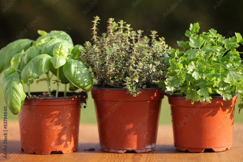 Basil, thyme and parsley in flower pots.