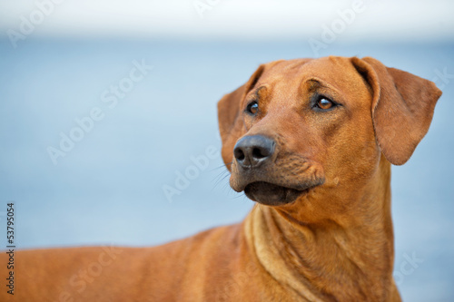 Dog resting on the beach © Tatiana Katsai