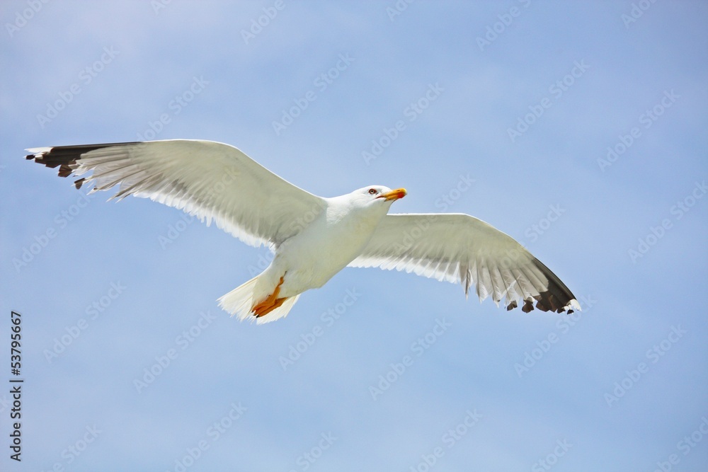 Obraz premium Seagull in flight