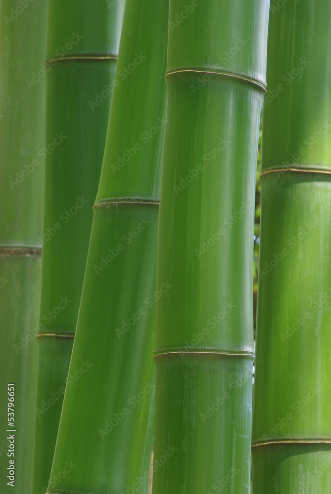 Fototapeta premium Zielony bambus