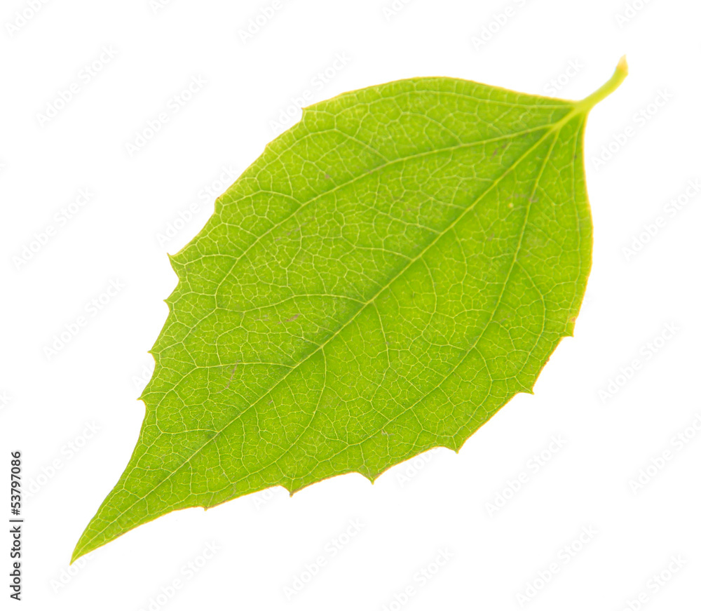 Obraz premium Green leaf isolated on white