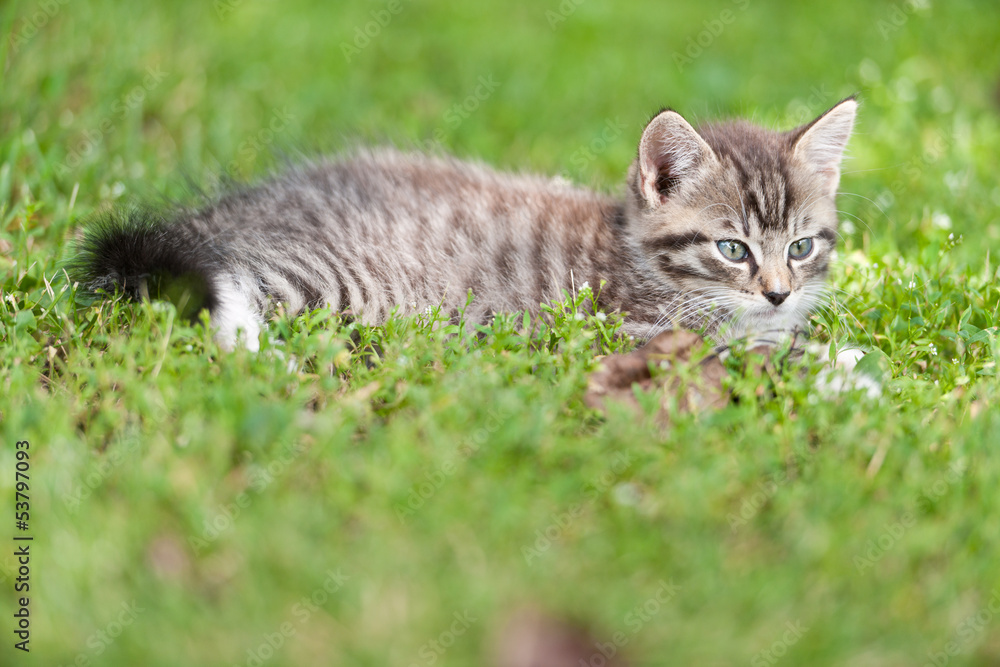 Obraz premium little kitten