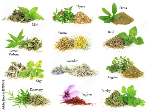 Fotografie, Tablou Collection of fresh and dry aromatic herbs