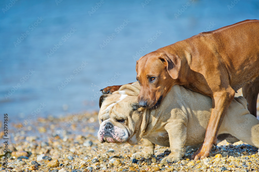 Two dogs friends playing at the beach