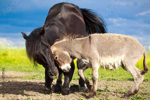 Fotografia black horse and gray donkey play