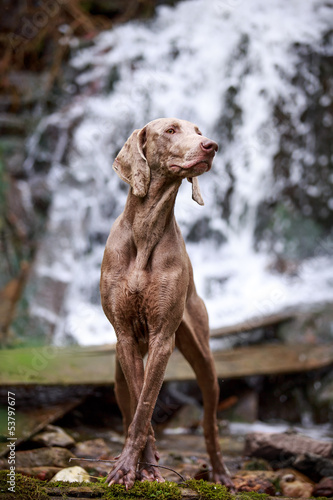 weimaraner dog near waterfall