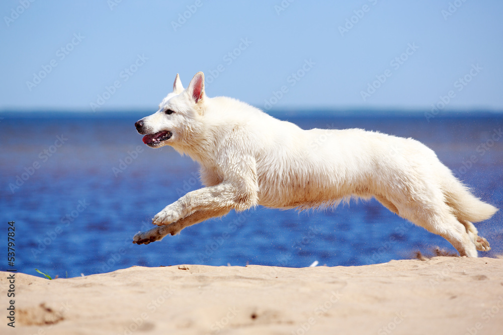 Fototapeta premium White Swiss Shepherd Dog