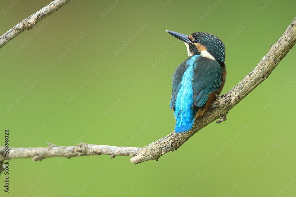 Fototapeta premium カワセミの雛