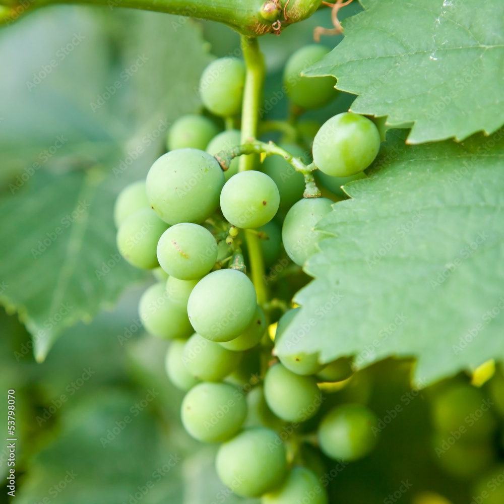 Bunch of green grapes on the bush