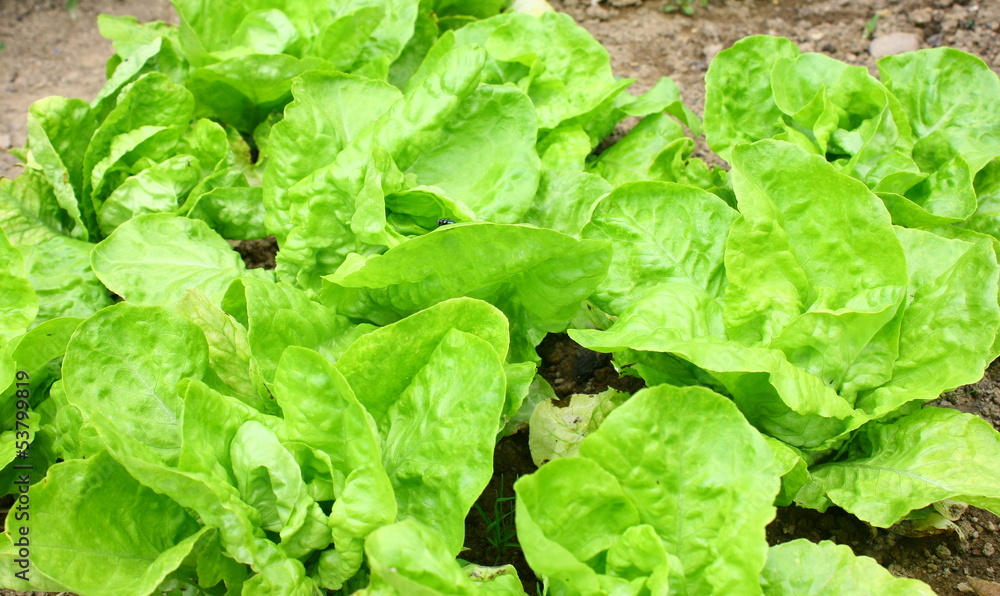 plants de salades en terre plants de salades en terre