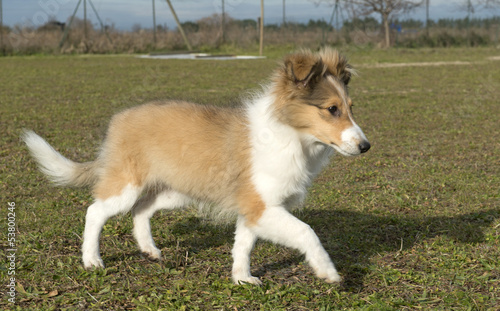 running puppy shetland