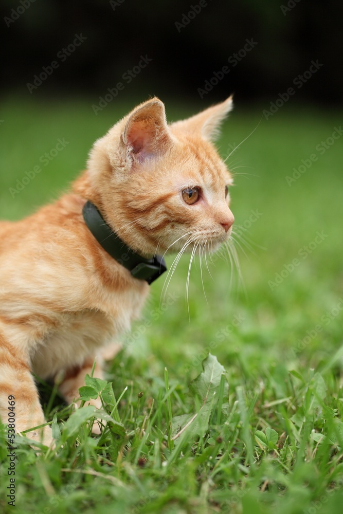 Little cat sitting in grass