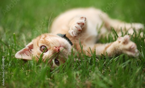 Little cat playing in grass © Magdalena Kucova