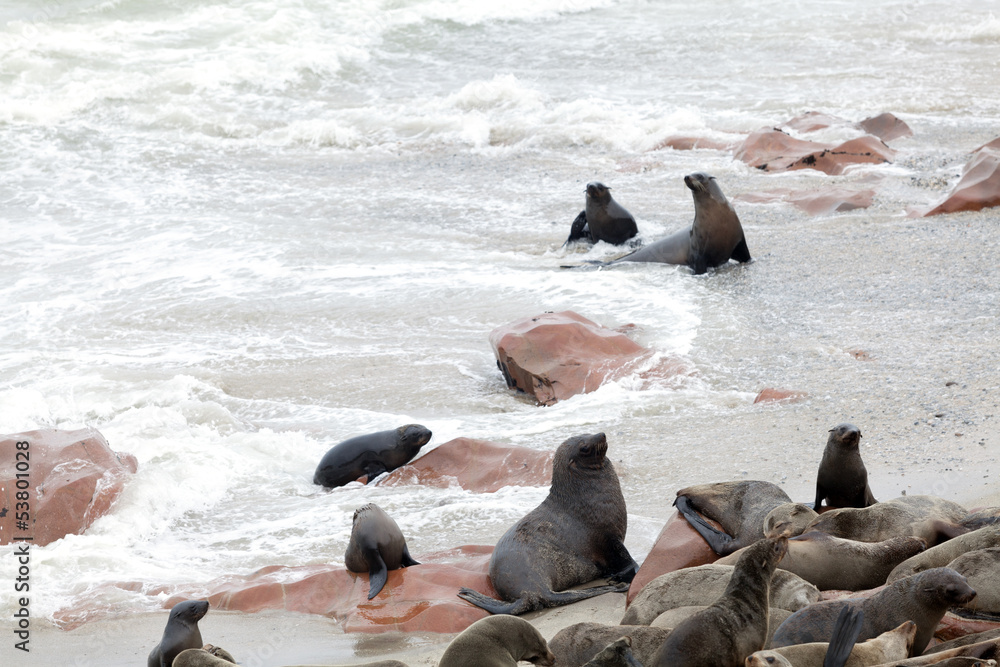 Fototapeta premium group of seals