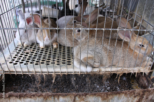 Rabbit prison