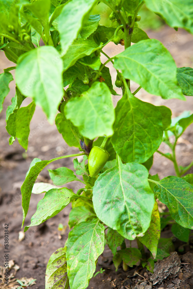 Pepper bush in the garden Pepper bush in the garden