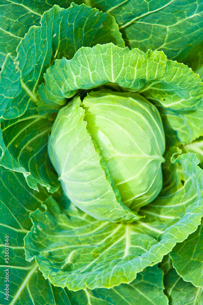 Fototapeta premium Head of cabbage background