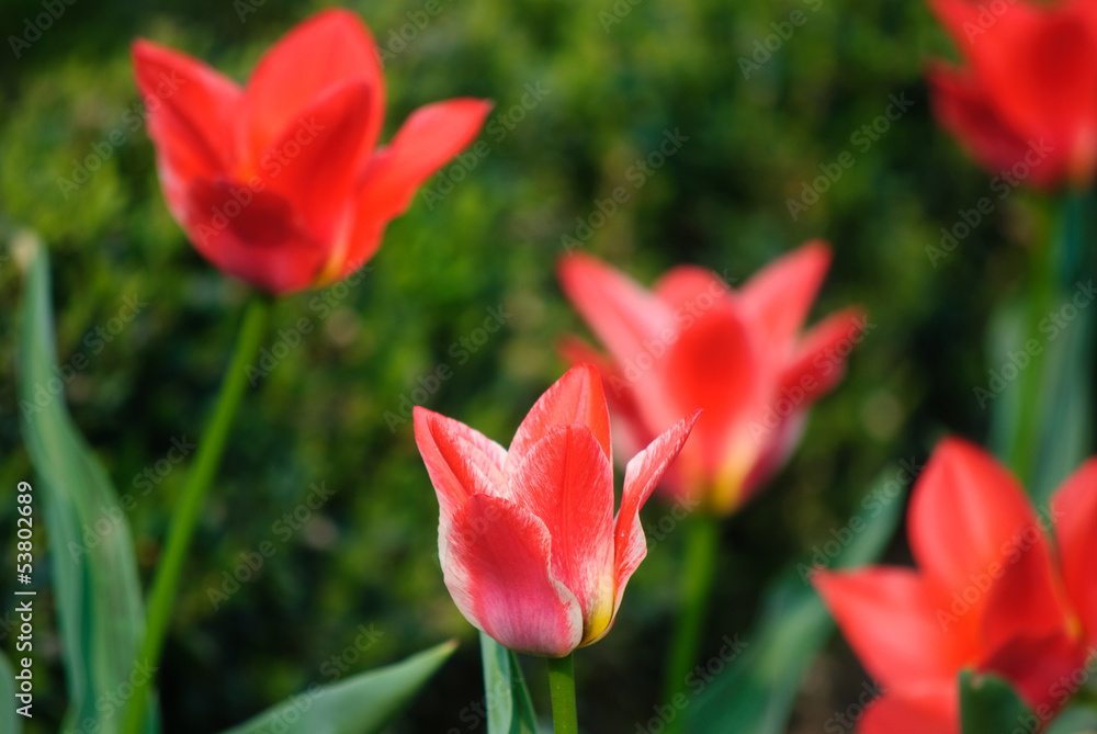 tulip garden tulip garden
