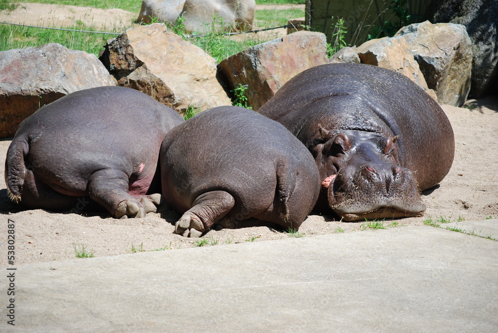 hippopotamus hippopotamus