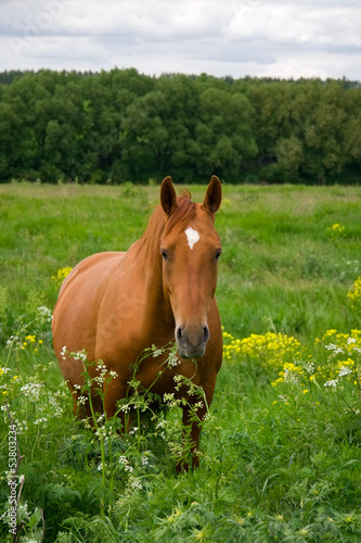 red horse