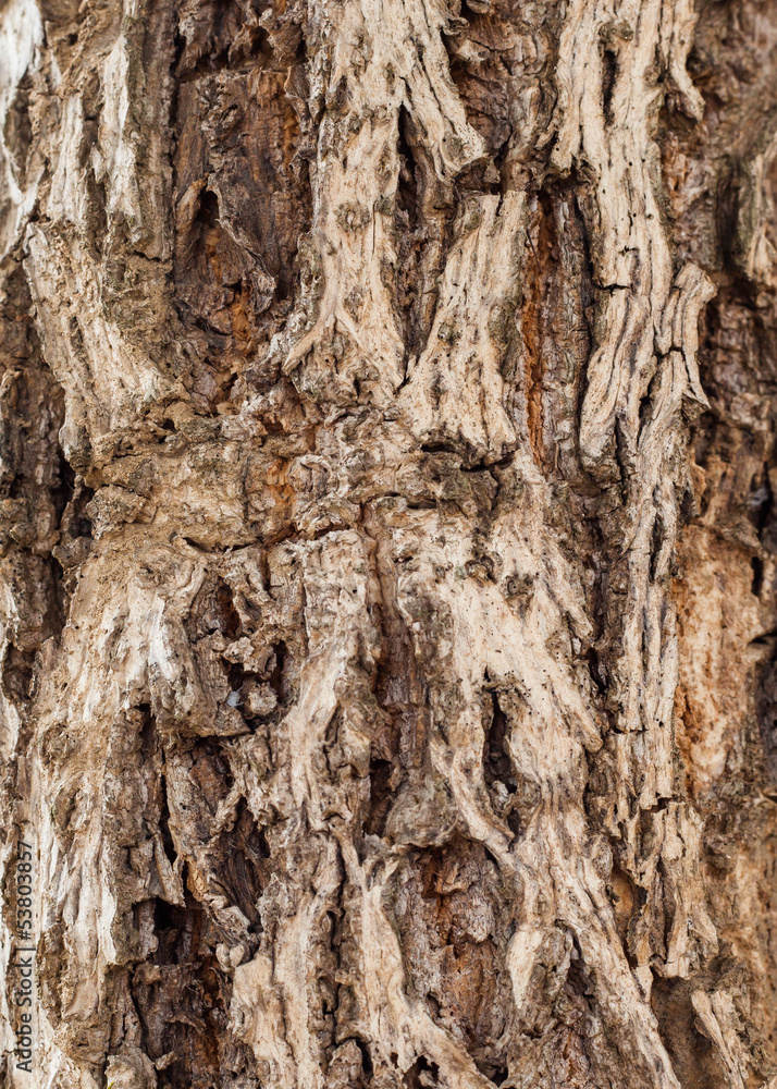 Old Wood Tree Texture Background Pattern Old Wood Tree Texture Background Pattern