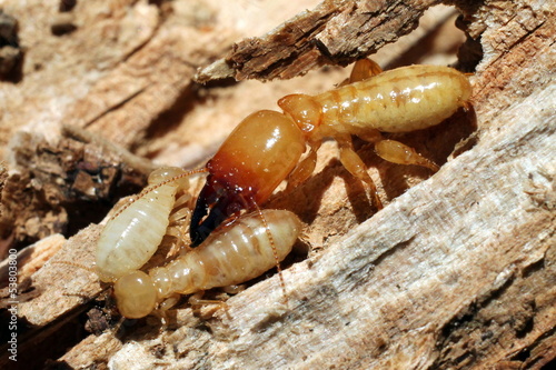 Soldier Termite with Workers photo