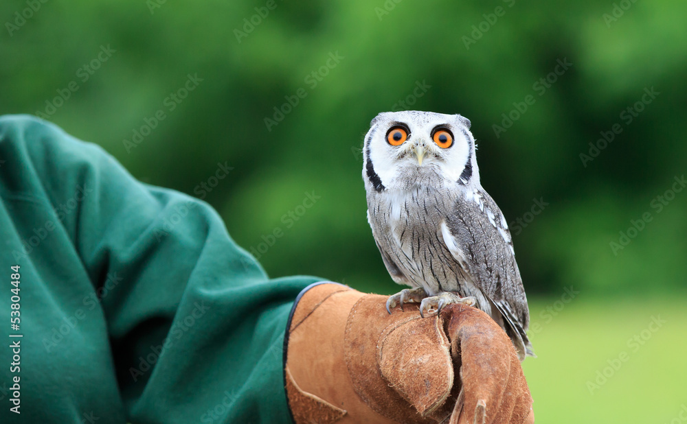 Fototapeta premium Little owl perched on trainers hand