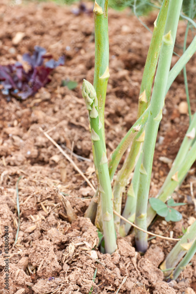Arable farmland with fresh at spring in thailand Arable farmland with fresh at spring in thailand