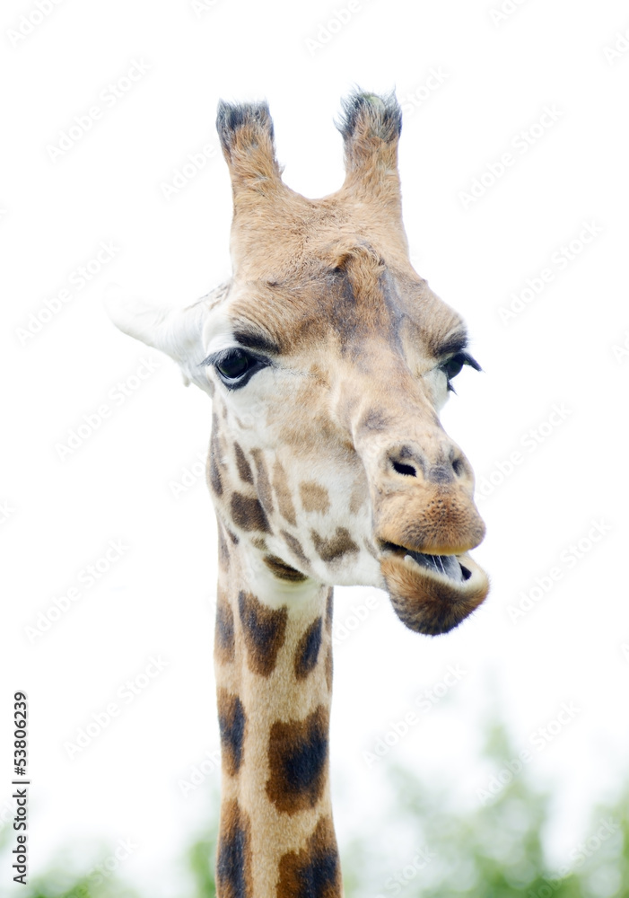 Naklejka premium Giraffe chewing