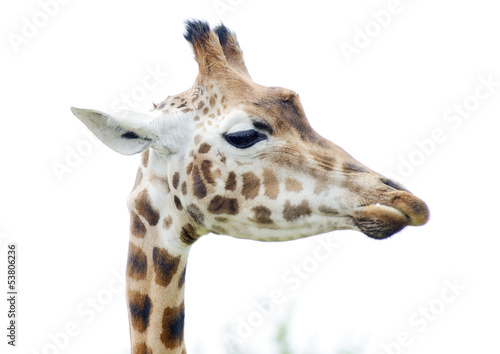 Fototapeta Naklejka Na Ścianę i Meble -  Giraffe closeup